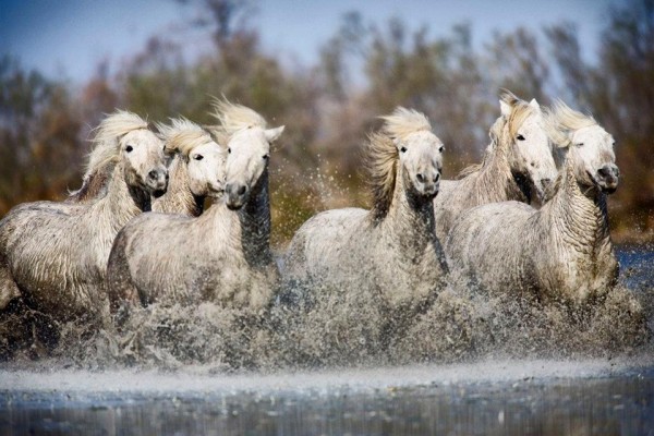 white-camargue-horses-of-southern-france-600x400.jpg white-camargue-horses-of-southern-france-600x400.jpg